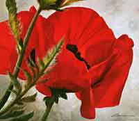 Schoelnhammer, The Red Poppy